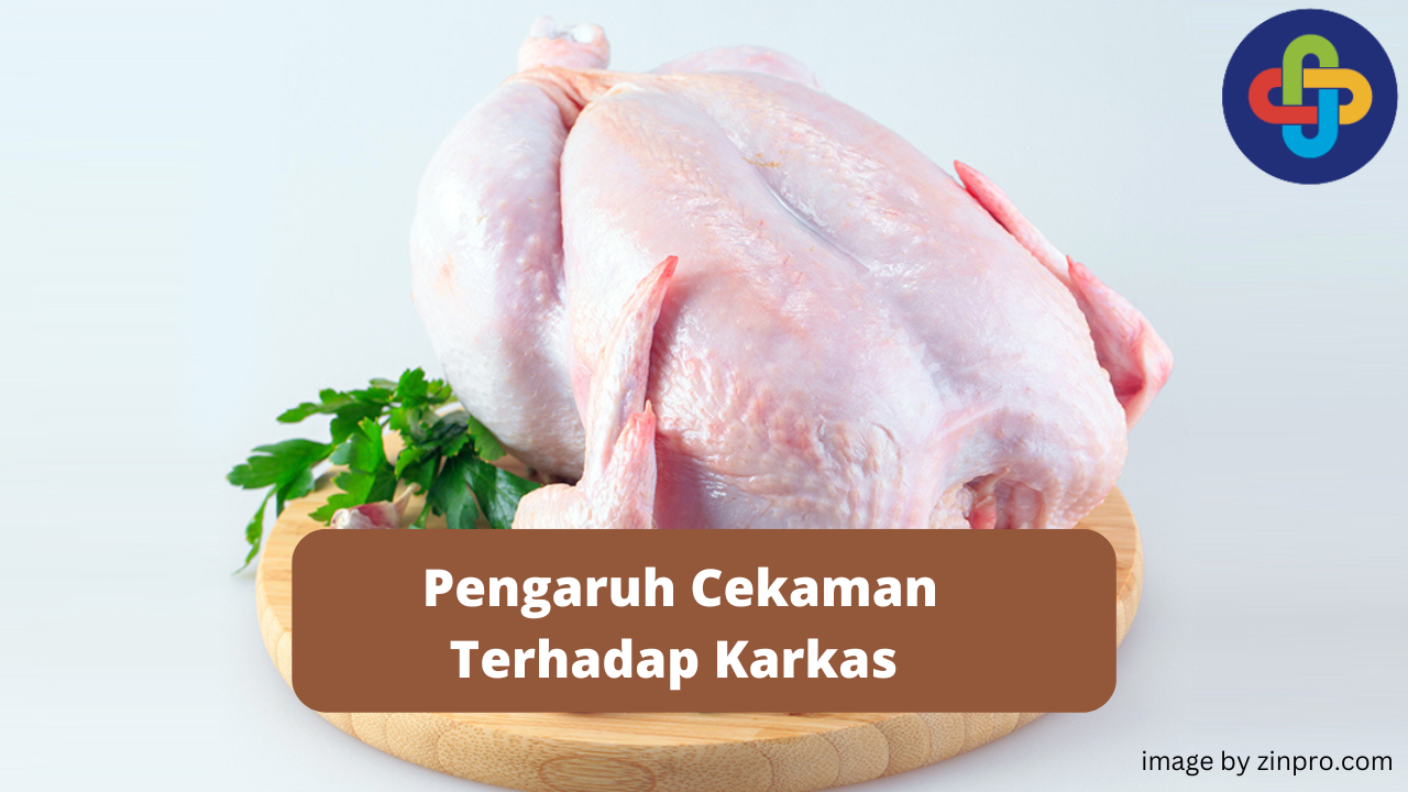 Dampak Cekaman Panas Terhadap Karkas Broiler